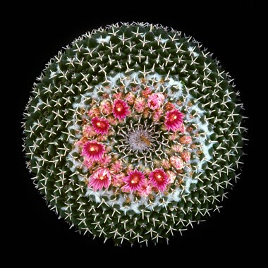 Mammillaria-sempervivi-2