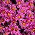 photo of Mammillaria-blossfeldiana