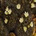 photo of Mammillaria-bocensis-2