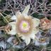 photo of Mammillaria-bocensis