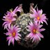 photo of Mammillaria-boolii