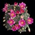 photo of Mammillaria-breviflora