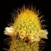 photo of Mammillaria-echinaria
