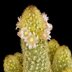 photo of Mammillaria-elongata