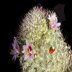 photo of Mammillaria-estabanensis-1