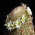 photo of Mammillaria-estabanensis-2