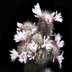 photo of Mammillaria-fraileana