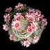 photo of Mammillaria-glassii-v-nova