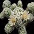photo of Mammillaria-gracilis