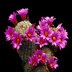 photo of Mammillaria-grahamii-2