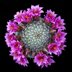 photo of Mammillaria-grahamii-3