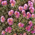 photo of Mammillaria-hesteri