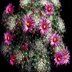 photo of Mammillaria-kraehenbuehlii
