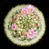 photo of Mammillaria-laui-v-dasyacantha-1