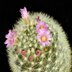 photo of Mammillaria-laui-v-dasyacantha-2