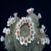 photo of Mammillaria-lenta