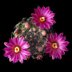 photo of Mammillaria-longiflora