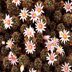 photo of Mammillaria-mazatlanensis-2