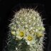 photo of Mammillaria-multidigitata