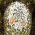 photo of Mammillaria-parkinsonii-2