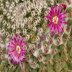 photo of Mammillaria-perbella-2