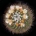 photo of Mammillaria-pettersonii-1