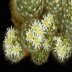 photo of Mammillaria-pilispina-2