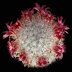 photo of Mammillaria-pottsii