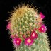 photo of Mammillaria-rekoi-v-aureispina
