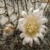 photo of Mammillaria-ritteriana