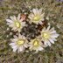 photo of Mammillaria-rubida