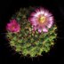 photo of Mammillaria-rubrograndis