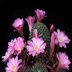 photo of Mammillaria-saboae