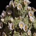 photo of Mammillaria-schiedeana-1