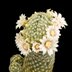 photo of Mammillaria-schiedeana-v-gesilae-2