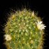 photo of Mammillaria-sinistrohmata