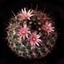 photo of Mammillaria-sonorensis-2