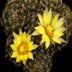 photo of Mammillaria-sphaerica