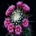 photo of Mammillaria-spinosissima-1_sm