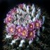photo of Mammillaria-standleyi 2