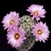 photo of Mammillaria-tetrancistra