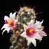 photo of Mammillaria-thornberi