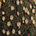 photo of Mammillaria-wildii