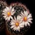 photo of Mammillaria-zephyranthoides