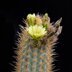 photo of Myrtgerocactus-lindseyi