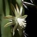 photo of Myrtillocactus-cochal