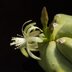 photo of Myrtillocactus-geometrizans